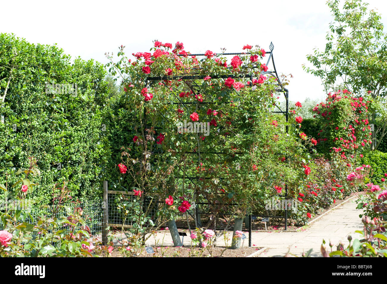 Rose `Raymond Chenault` Stock Photo Alamy